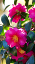 山茶花