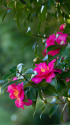 山茶花