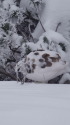 燕岳の雄雷鳥