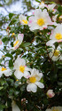 山茶花