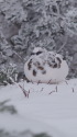 燕岳の雄雷鳥2