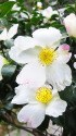 山茶花