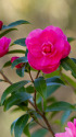 山茶花