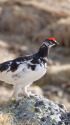村営白馬小舎の雄雷鳥4