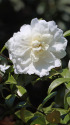山茶花