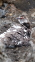 五の池の雄雷鳥