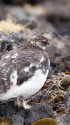 五の池の雄雷鳥3