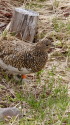 みくりが池の雌雷鳥2