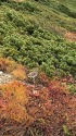 秋の雷鳥坂にて