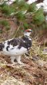 雷鳥平の雄雷鳥2