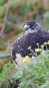 爺ヶ岳の雄雷鳥3