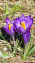 クロッカス