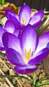 クロッカス