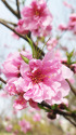 咲き始めた花もも