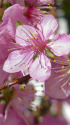 サクランボの花