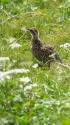 北ノ俣岳のチビ雷鳥2