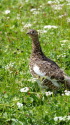 北ノ俣岳のママ雷鳥2
