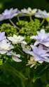 紫陽花