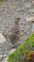 仙丈ヶ岳のチビ雷鳥