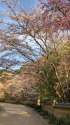 春の室町塀