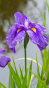 花菖蒲