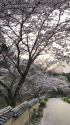 桜の室町塀