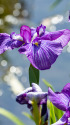 花菖蒲