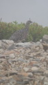 仙丈ヶ岳のママ雷鳥4