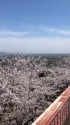 桜の展望台