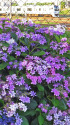 紫陽花
