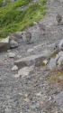 仙丈ヶ岳のチビ雷鳥