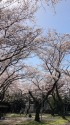 桜の園