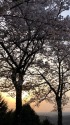 桜の丘の夕日