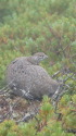 甲斐駒ヶ岳の雄雷鳥8