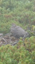 甲斐駒ヶ岳の雄雷鳥9