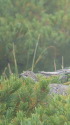 甲斐駒ヶ岳の雌雷鳥
