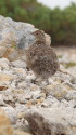 薬師岳のチビ雷鳥3