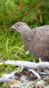 薬師岳の雄雷鳥2