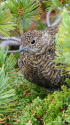 薬師岳のチビ雷鳥5