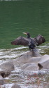 カワウ君