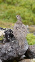 摩利支天のママ雷鳥