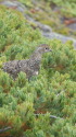 摩利支天のチビ雷鳥3