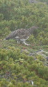 摩利支天のチビ雷鳥5