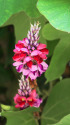 くずの花