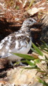八方尾根のチビ雷鳥