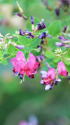 萩の花