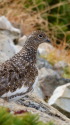 白馬岳のチビ雷鳥