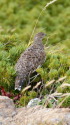 白馬岳のチビ雷鳥3