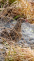 白馬岳のチビ雷鳥4