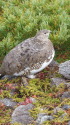 小蓮華山のママ雷鳥